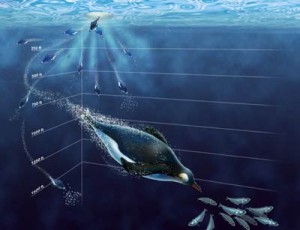 Nicole Rager Fuller, natural science, penguin, ocean, scientific illustration