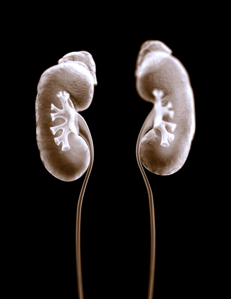 medical illustration, kidney illustration