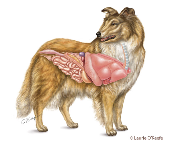 dog-anatomy-collie