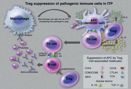 Treg suppresion of pathogenic immune cells in ITP
