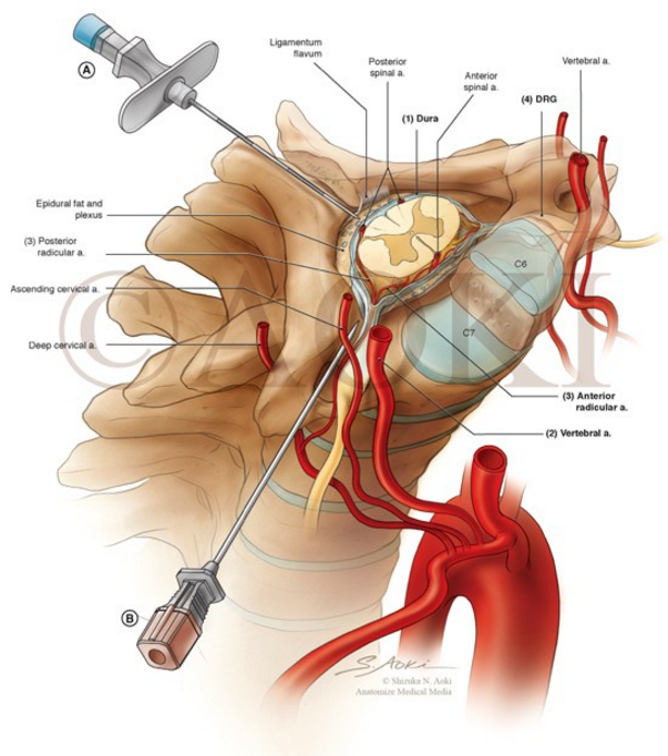 Anatomize Medical Media