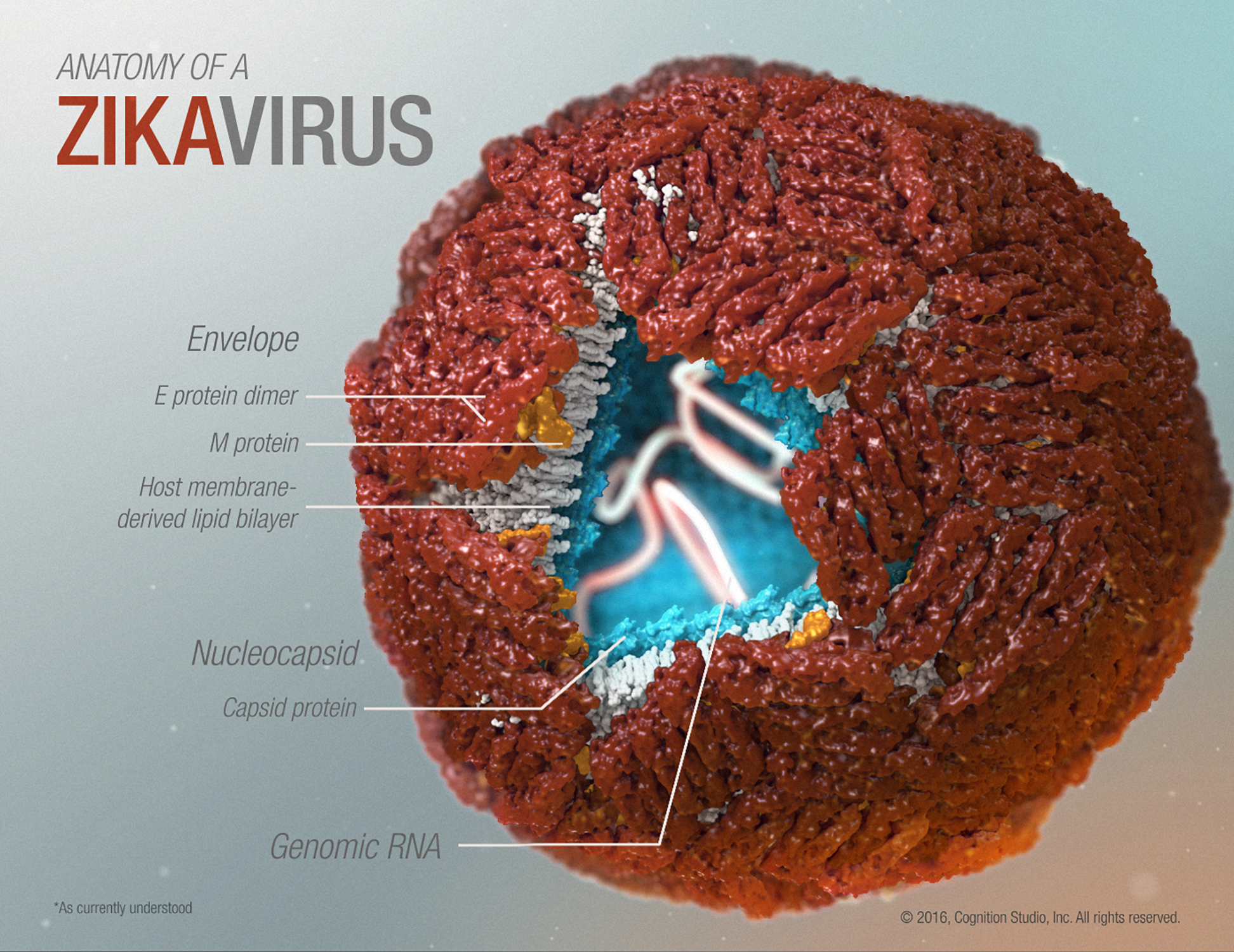 Visual layout provides information about the Zika virus anatomy as currently understood with a high quality 3D model.
