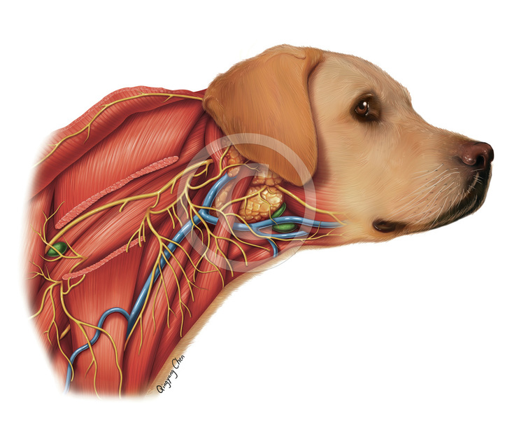 Увеличены лимфоузлы у собаки. Лимфоузлы собаки анатомия. Яремная Вена у собак анатомия. Строение шеи собаки.