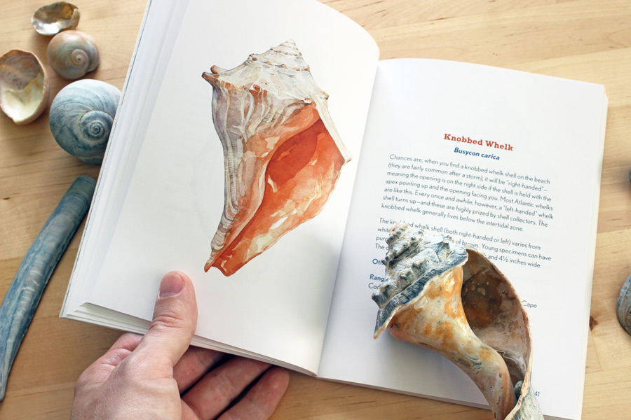 Illustrated Seashells Of New England Guide Book Artists