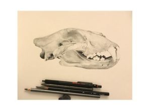 Study - Lion SkullGraphite and pencil on paper.Natural...