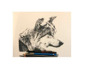 Mexican Gray Wolf Mexican Gray Wolf – Ink and graphite on...