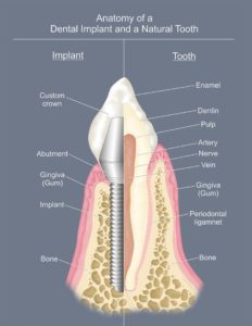 Tina Pavlatos Tooth Anatomy Illustration