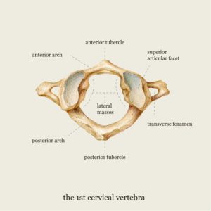 Emma Cheng -the 1st cervical vertebrae illustration