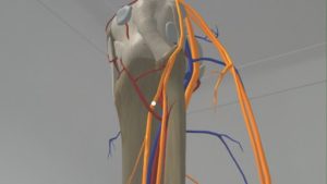 DynamicAnatomy medical application for MS HoloLens review