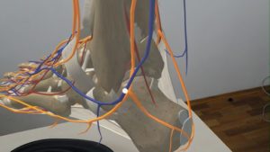 DynamicAnatomy medical application for MS HoloLens review