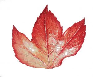 leaf tree creeper autumn watercolour botanicalillustration