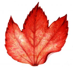 leaf, autumn, fall, leaves, watercolour watercolor