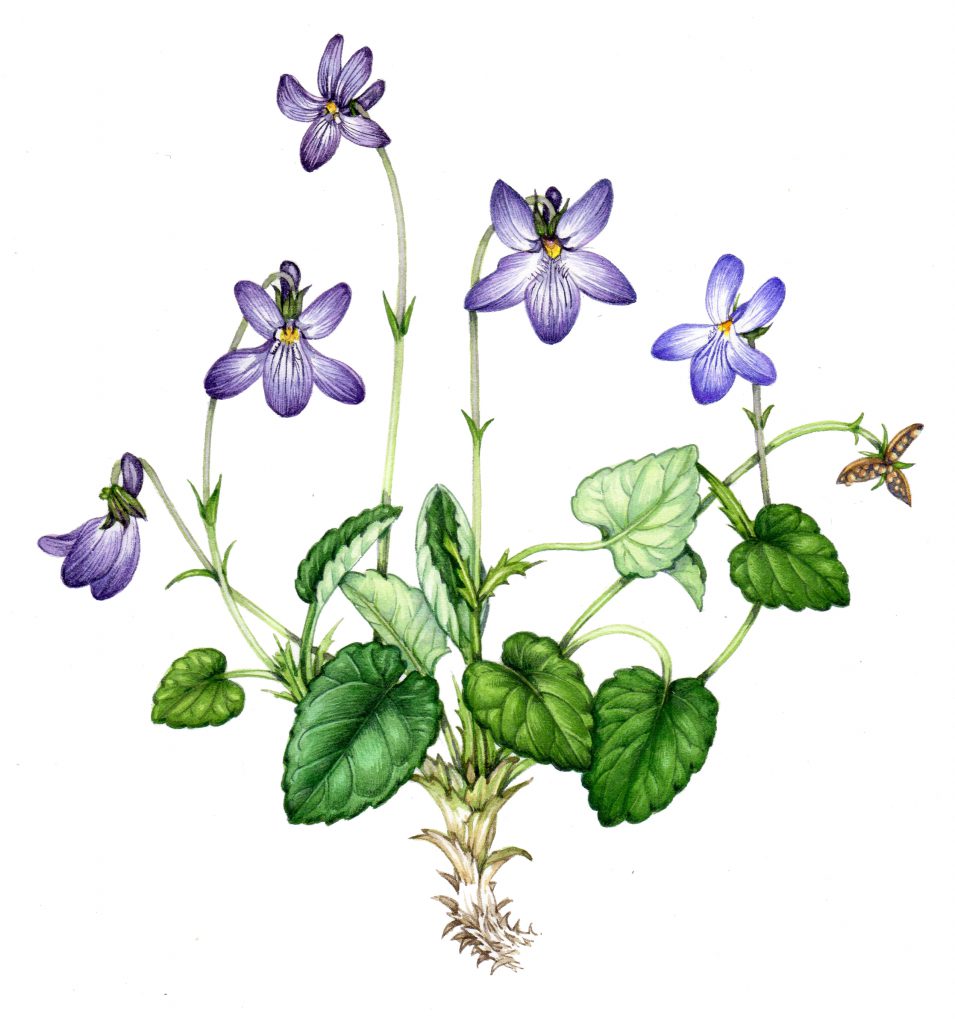 Early dog violet Viola reichenbachiana natural history illustration by Lizzie Harper