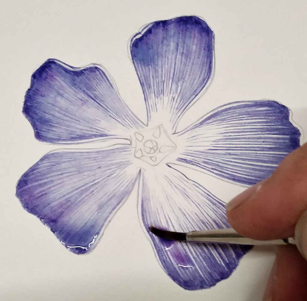 Top wash on the layered colour on the periwinkle flower painting