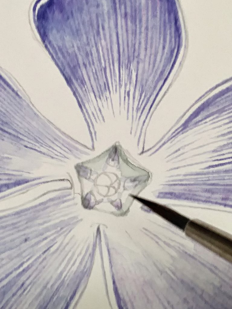 painting the centre of the periwinkle botanical illustration