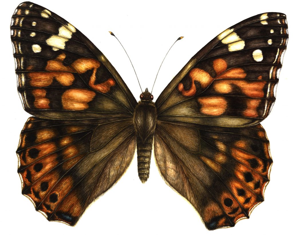 Painted lady Vanessa cardui butterfly natural history illustration by Lizzie Harper