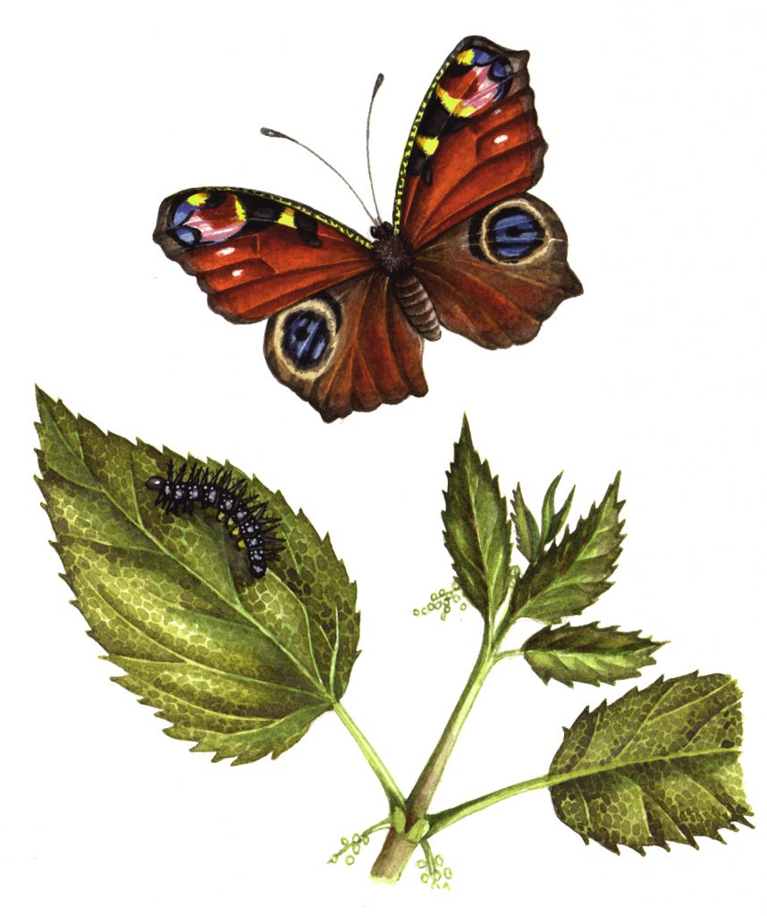 Peacock butterfly Aglais io natural history illustration by Lizzie Harper