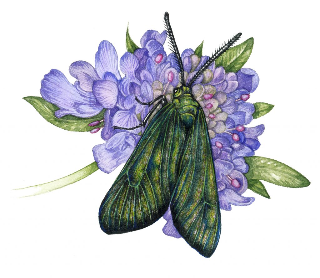 Forester moth Adscita statices natural history illustration by Lizzie Harper