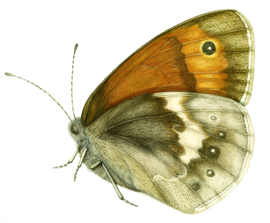 Small Heath Butterfly Coenonympha pamphilus natural history illustration by Lizzie Harper