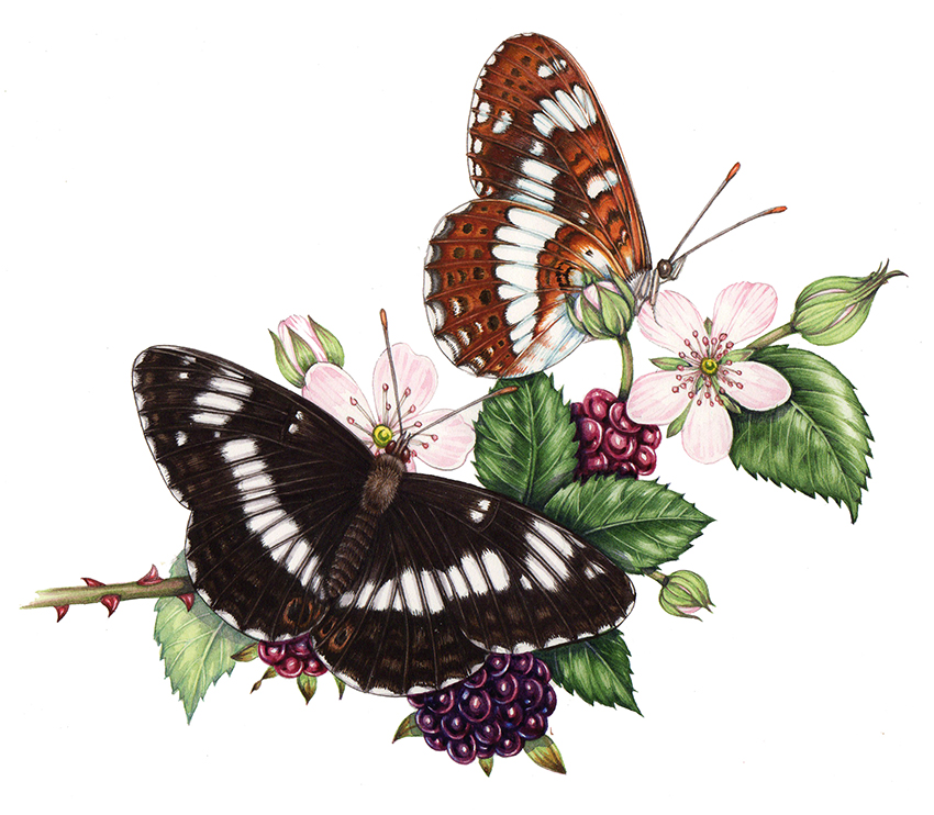natural history illustration of white admiral butterfly