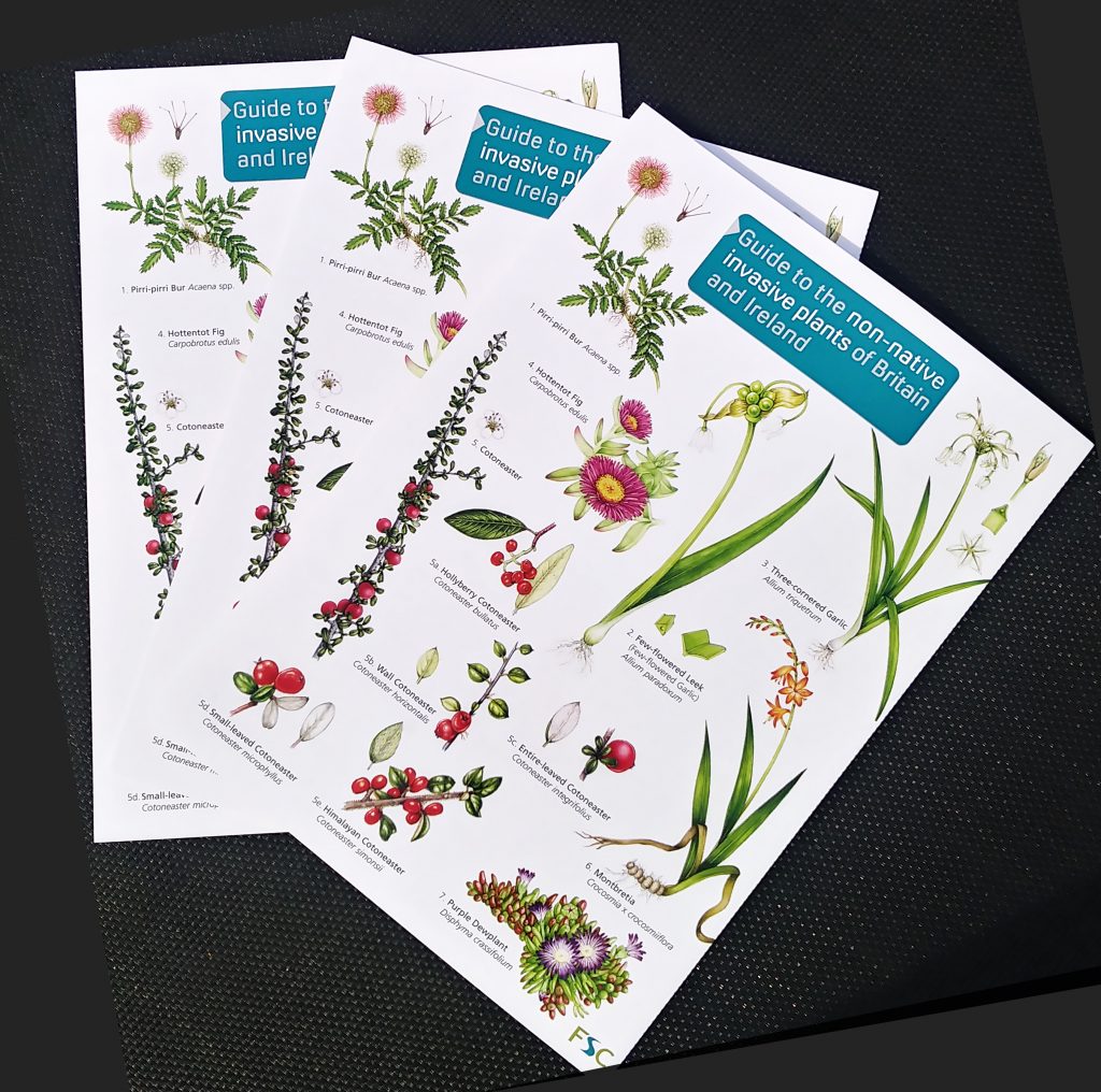 Field studies council non native invasive plants of Britain chart