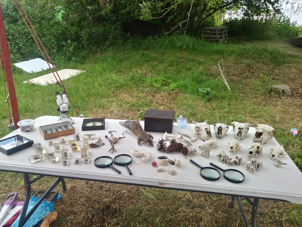 table of skulls and natural history specimens for Hay festival workshop
