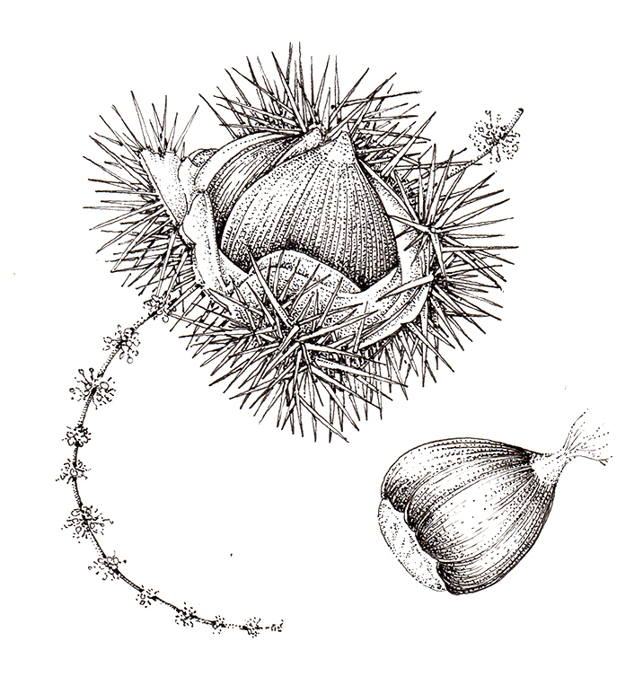 Pen and Ink Illustrations of Tree Details