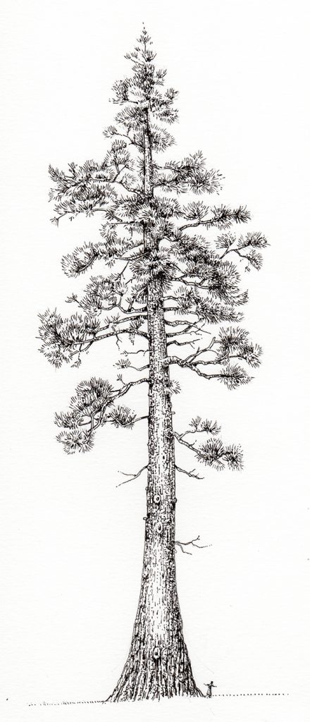 Pen and ink illustrations of trees