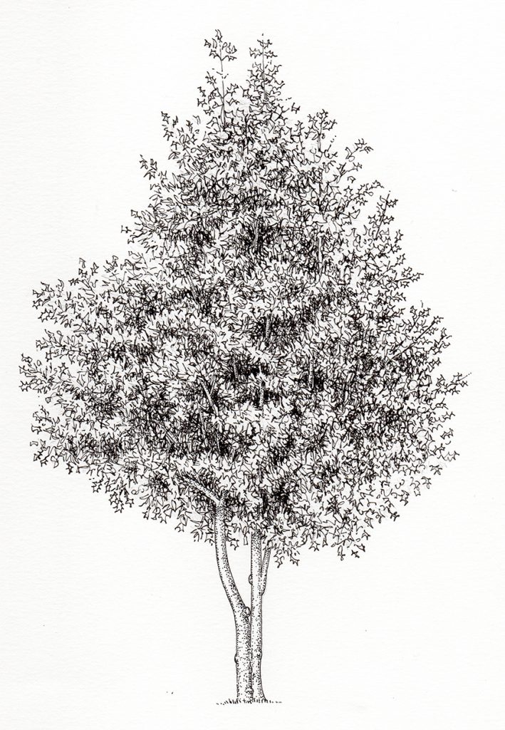 Pen and Ink Illustrations of Trees