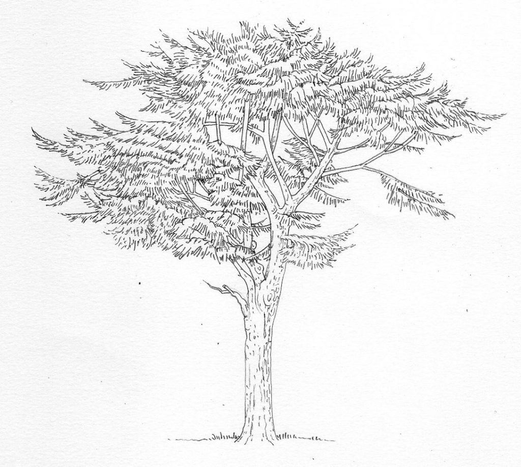 Pen and Ink Illustrations of Trees