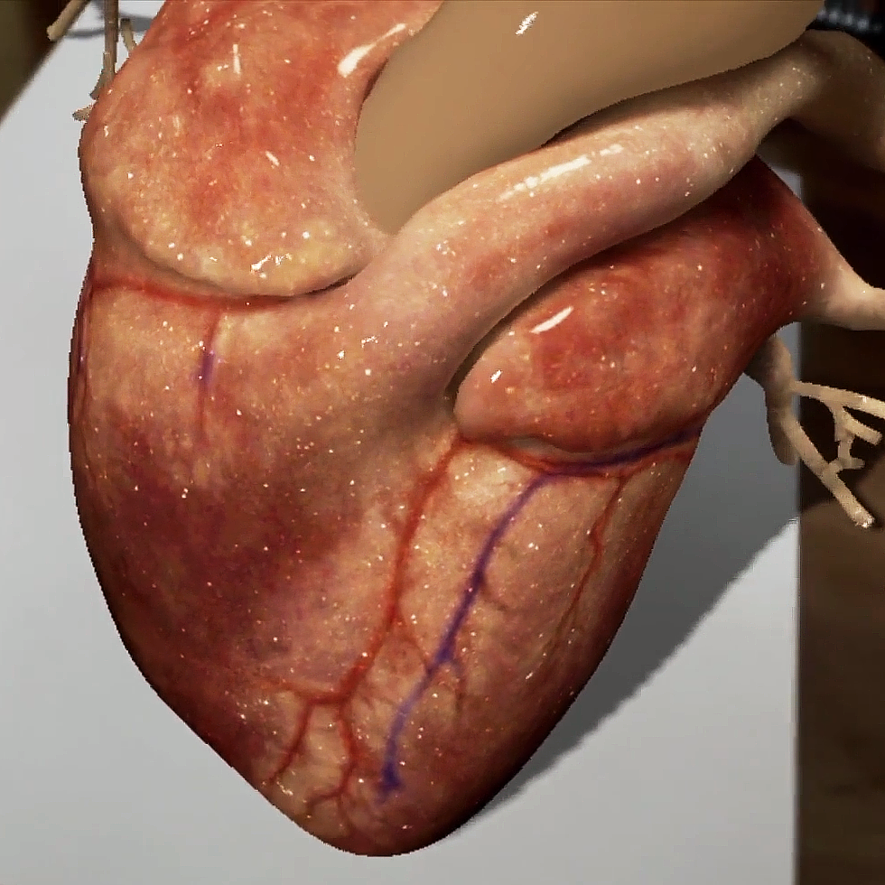 This image is a still shot close up of the augmented reality beating heart that Trinity artists created. The textures are rendered hyper-realistically.