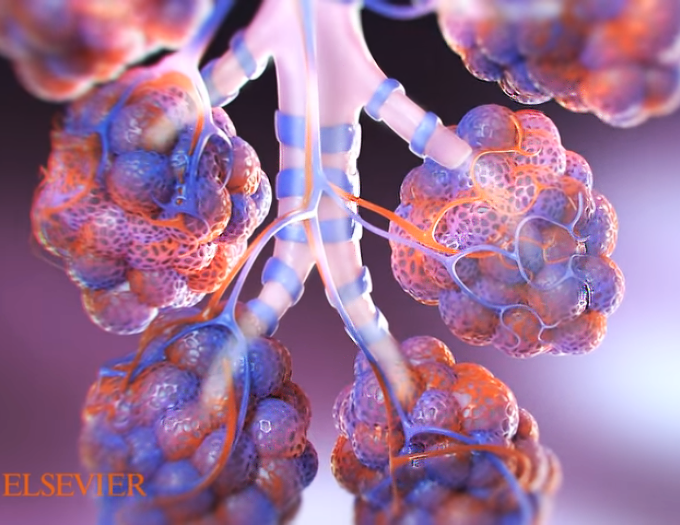 This image is a shot from one of Trinity's medical biological animation portraying air moving through the alveoli of the lung's bronchial tubes rendered from Trinity Animation's 3D software. The unique shape consist of pink and purple tubes that have a lumped shape in the end.