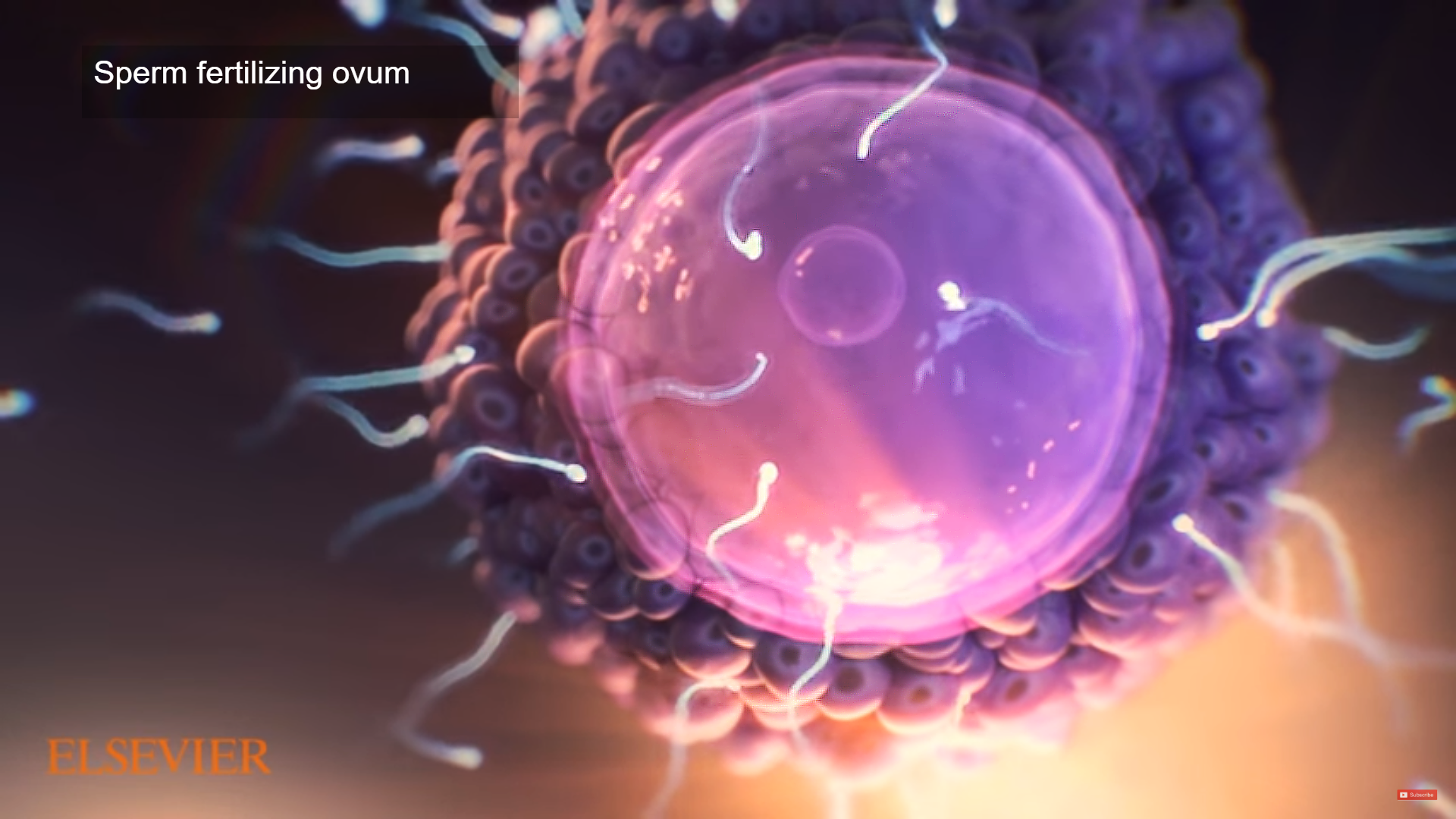 This image is a shot from one of Trinity's medical biological animation portraying a 3D model of sperm fertilizing the circular shaped ovum rendered from Trinity Animation's 3D software. This shot is a close-up view of the ovum displayed in vibrant purples and pinks with hyper realistic textures while sperm is entering it at many directions.
