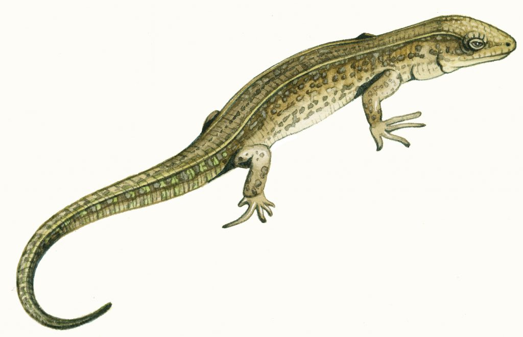 Common lizard in field natural history illustration by Lizzie Harper