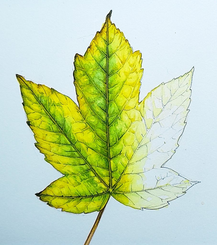 Sycamore leaf
