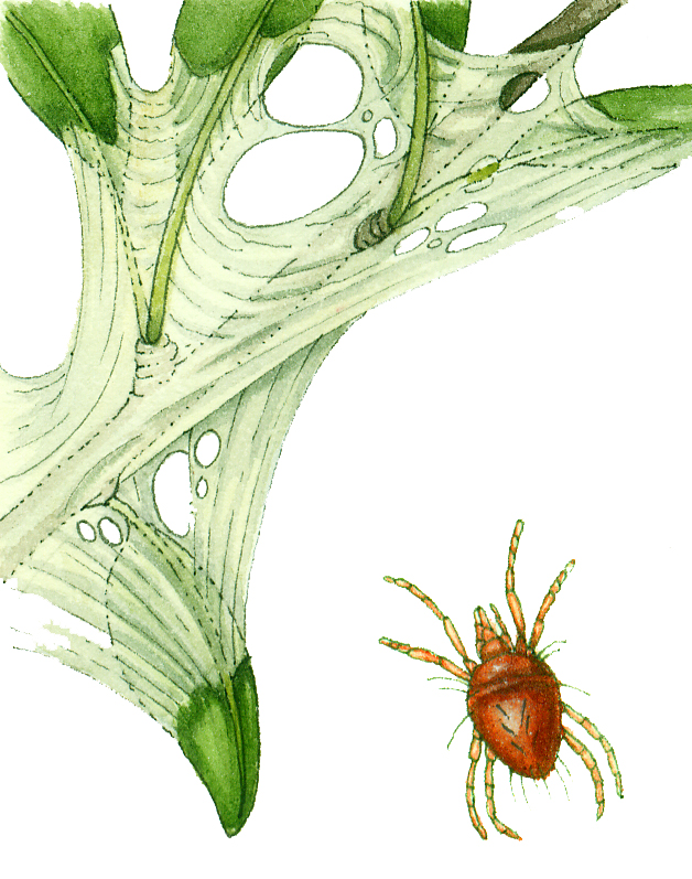 Red spider mite Tetranychus urticae natural history illustration by Lizzie Harper