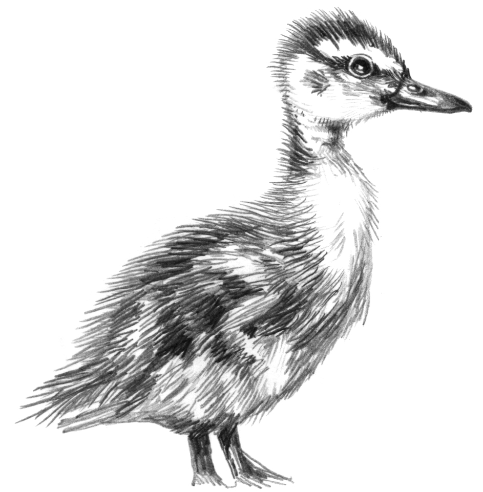 Mallard duck Anas platyrhynchos natural history illustration by Lizzie Harper