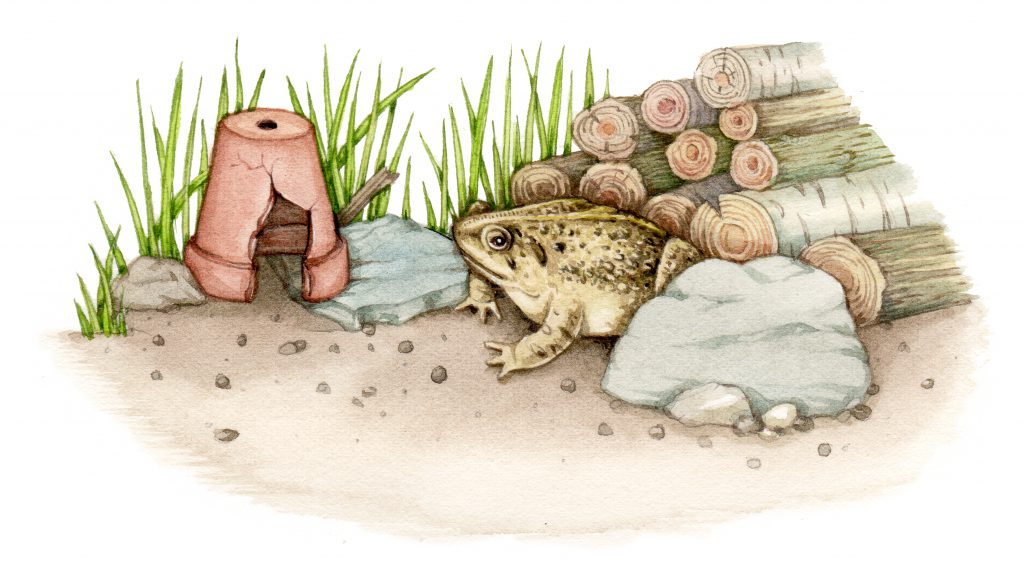 Common toad with wildlife garden home illustration by Lizzie Harper