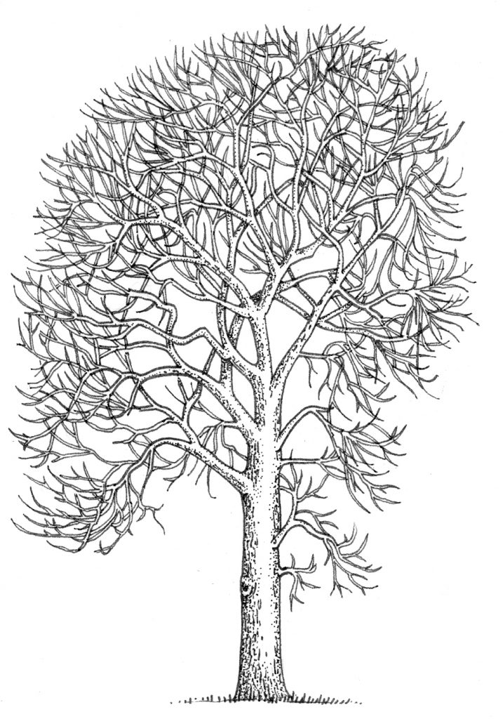 Ash tree Fraxinus excelsior natural history illustration by Lizzie Harper