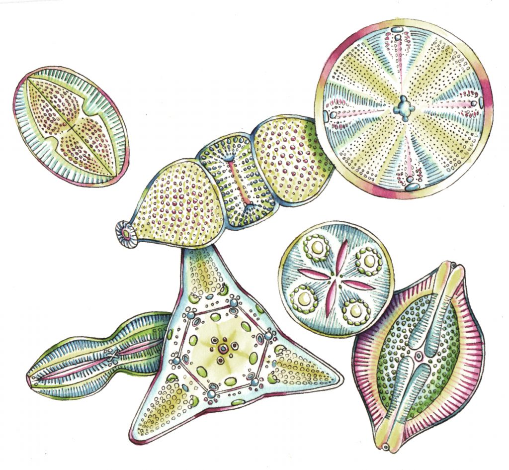 Diatoms natural history illustration by Lizzie Harper