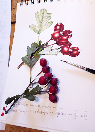 berries, hawthorn, craetegus monogyna, watercolour, watercolor, botanical illustration.