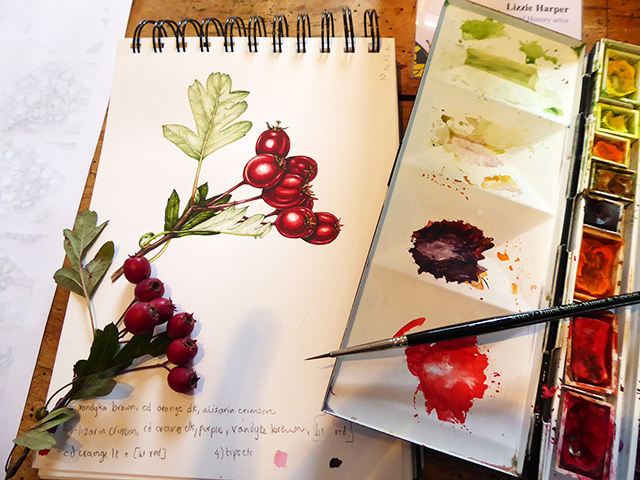 Botanical illustration of hawthorn berries y Lizzie with her paintbox