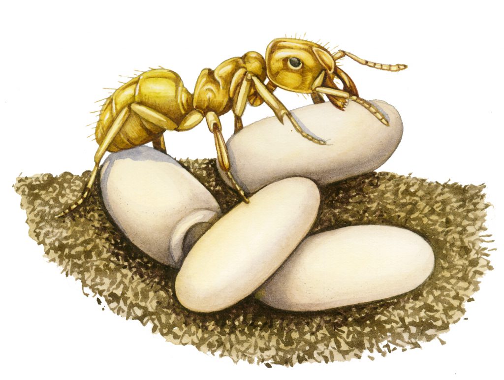 Yellow meadow ant Lasius flavus natural history illustration by Lizzie Harper