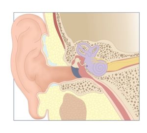Inner Ear Anatomy Tina Pavlatos