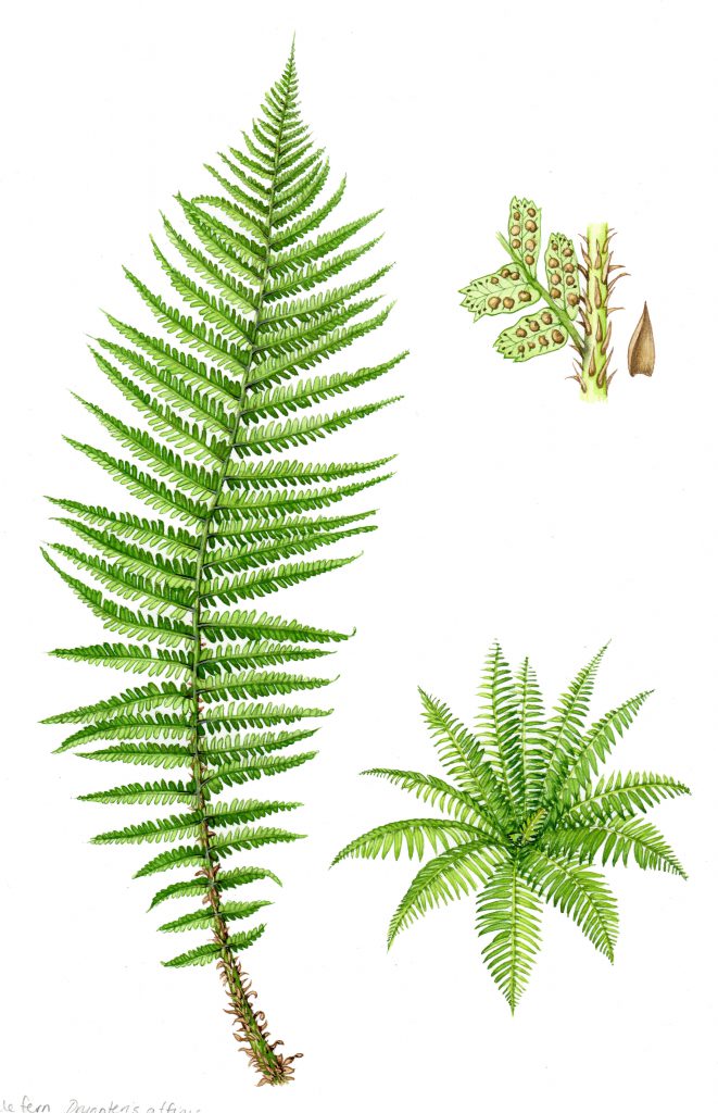 Scaly male fern Dryopteris affinis natural history illustration by Lizzie Harper