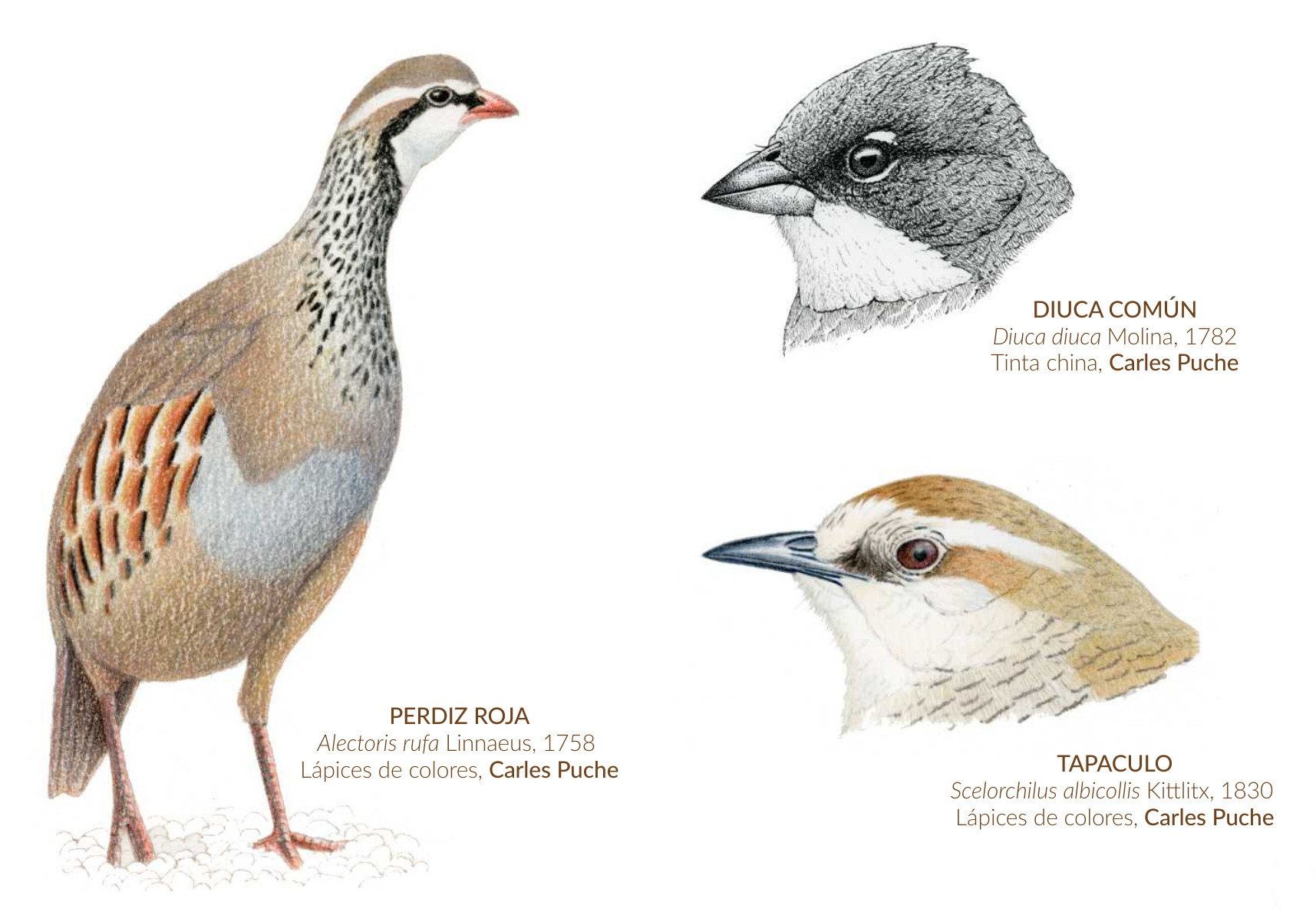 Ejercicios curso Ilustrando Aves con Carles Puche. Lápices de colores y tinta china