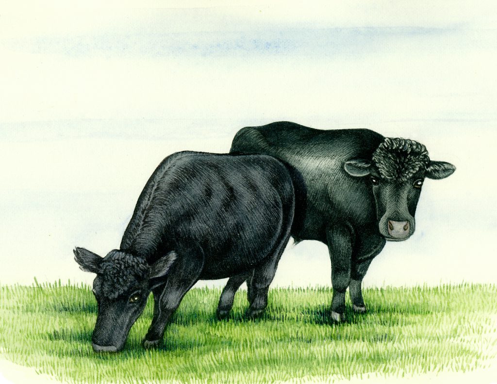 Dexter cattle pair Bos natural history illustration by Lizzie Harper