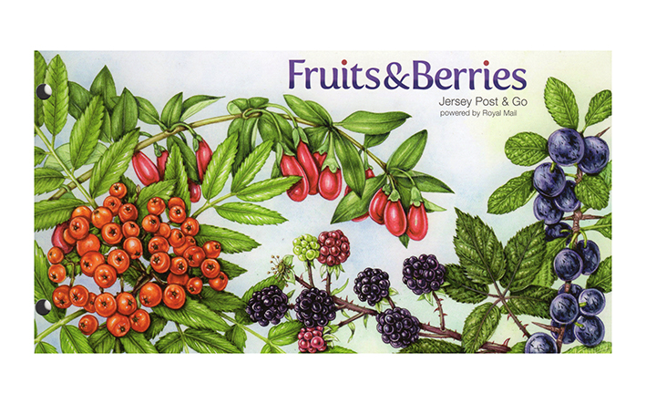 Rowan, blackberries, goji in presentation pack botanical illustrations by Lizzie Harper