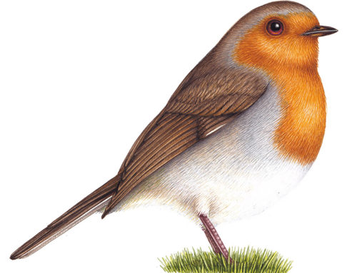Step by step illustration of a Robin