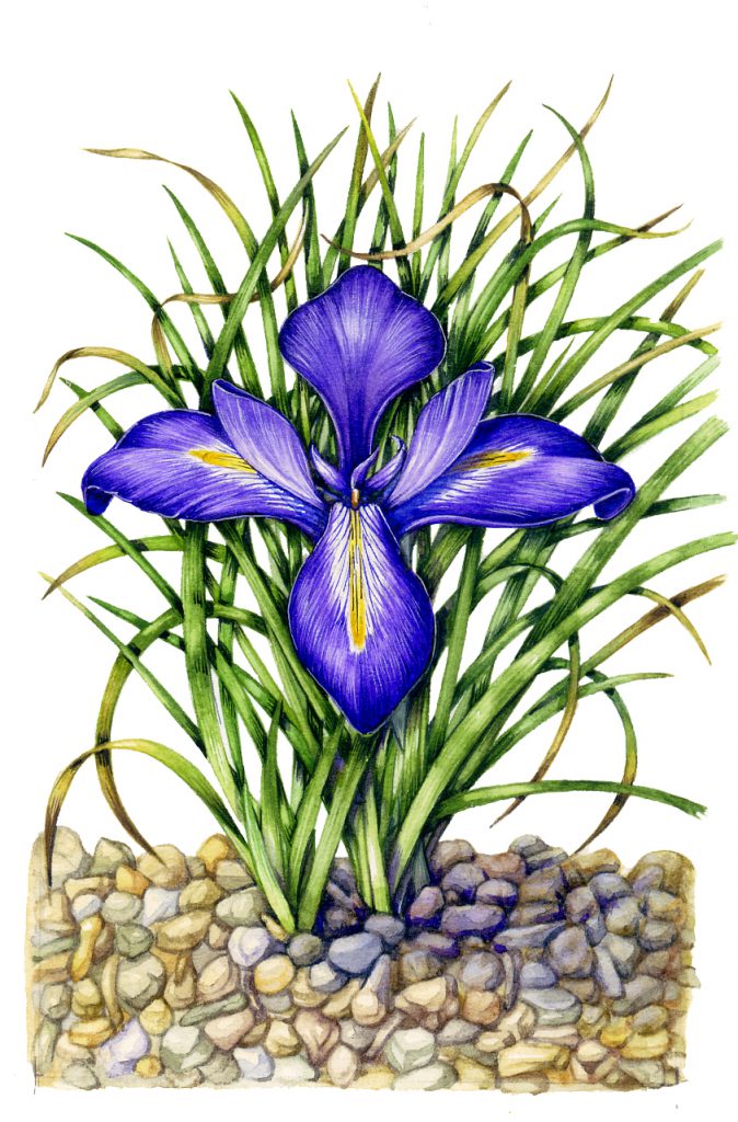 Iris growing in gravel path natural history illustration by Lizzie Harper